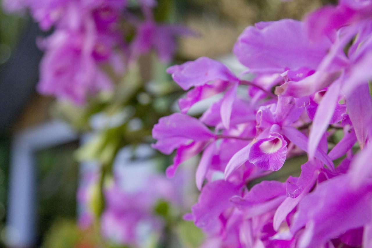 Rancho De Lelo Ecolodge Monteverde ภายนอก รูปภาพ