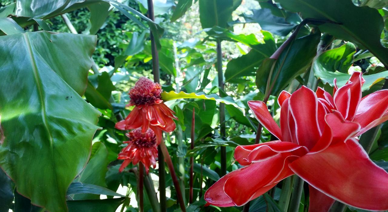 Rancho De Lelo Ecolodge Monteverde ภายนอก รูปภาพ